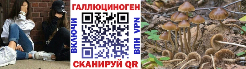 Псилоцибиновые грибы Cubensis  даркнет сайт  Щигры 